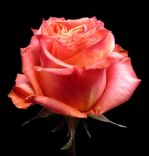 Wild spirit 50 см.