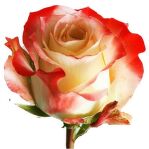 Роза Cabaret 70 см.