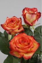 High & magic 50 см.