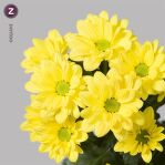 Хризантема кустовая. Bacardi sunny