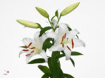 Лилия белая