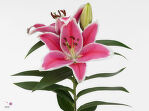Лилия розовая