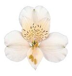 Альстромерия