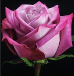 Moody blues  50 см.