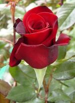 Black magic 50 см.