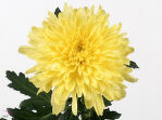 Хризантема одиночная. Zembla yellow