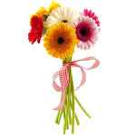 № 271 Букет из 7 Разноцветных Гербер.