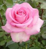 Sweet unique 50 см.