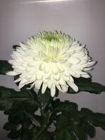 Хризантема одиночная. Anastasia