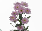 Хризантема кустовая.Mona lisa pink