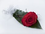 №169 Букет из 1 шт.  Розы с аспидистрой и упаковкой.