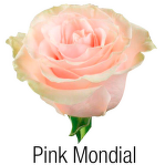 Mondial Pink 70 см.