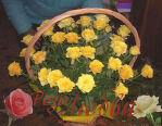 Корзина из Желтых Роз.