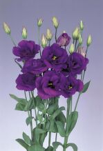 -фиолетовая Артикул 1008-120р