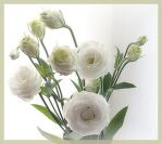 eustoma_belaya