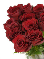 roza_eksplorer_explorer_2