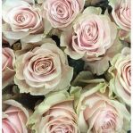 Роза mondial pink3