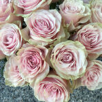 Роза mondial pink2