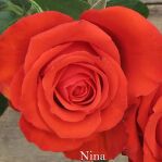 Нина2
