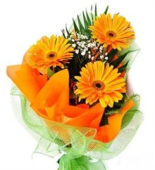 №173 Букет из 3 шт. Герберы с гипсофилой и упаковкой.